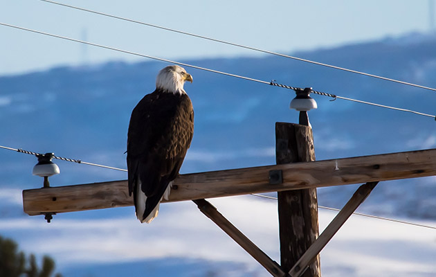 an egale sits perched on a power pole